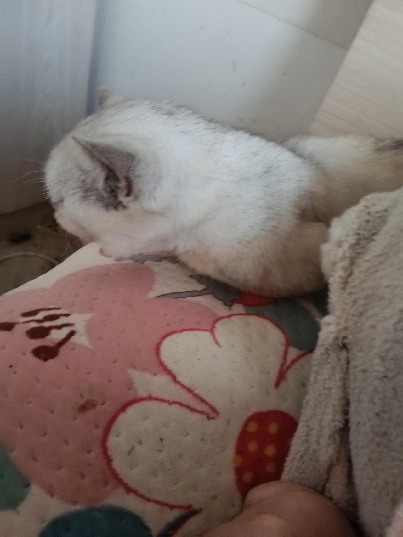 早上好呀，每天醒来，转头就能看见身边小家伙熟睡的脸，呼吸轻轻的，小爪子还搭在我手