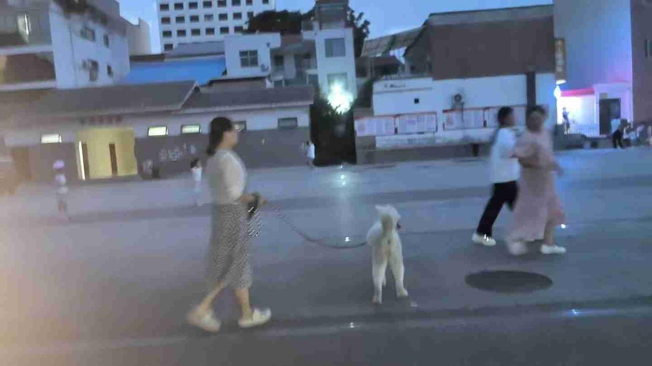 今天我也成了遛狗一族。

晚饭后的小广场，全是附近的居民，有老人，有儿童，当然还