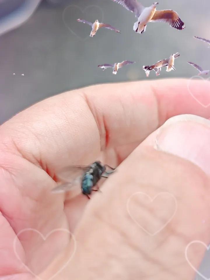一只苍蝇落在手上。
它也是一只寻找食物的劳模。
不忍把它拍死。
手指轻轻一弹，它