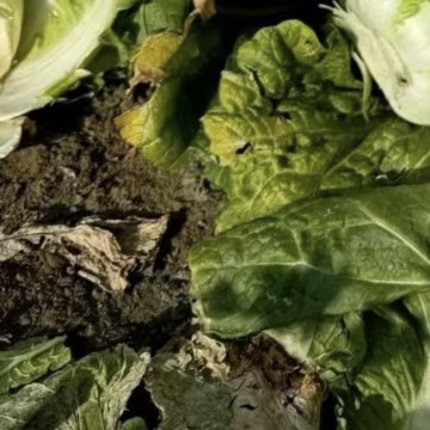 白菜种植教程1. 整地：选疏松透气地块，翻土整平，撒腐熟农家肥作底肥，起浅垄防积