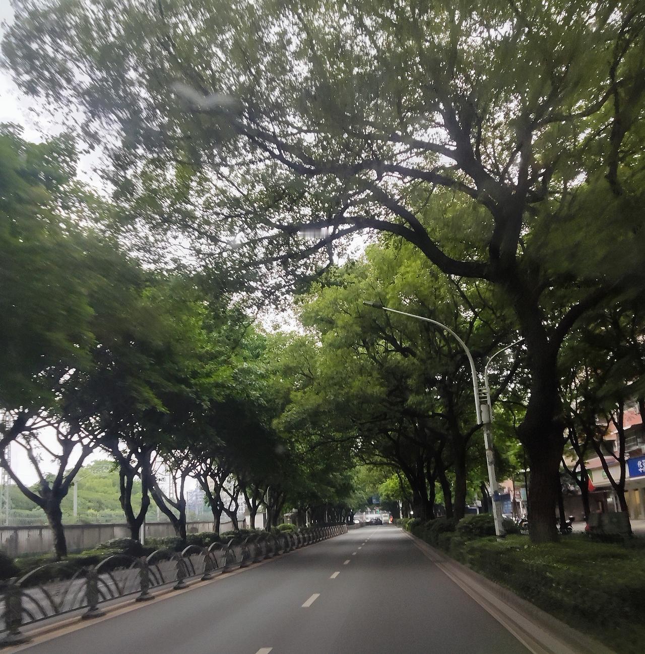 想不到今天就闻到桂花香了，以前很少看到桂花在中秋节前如期绽放的，一般要到农历九月