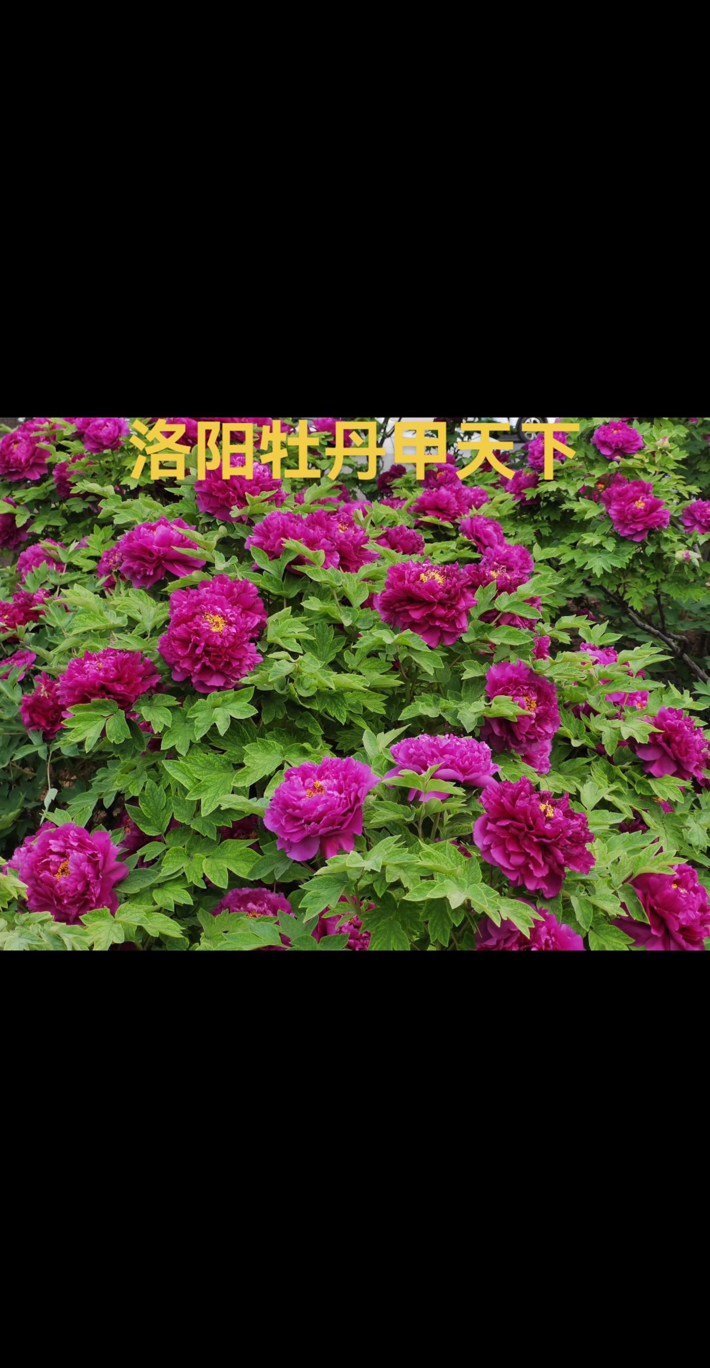 洛阳牡丹。