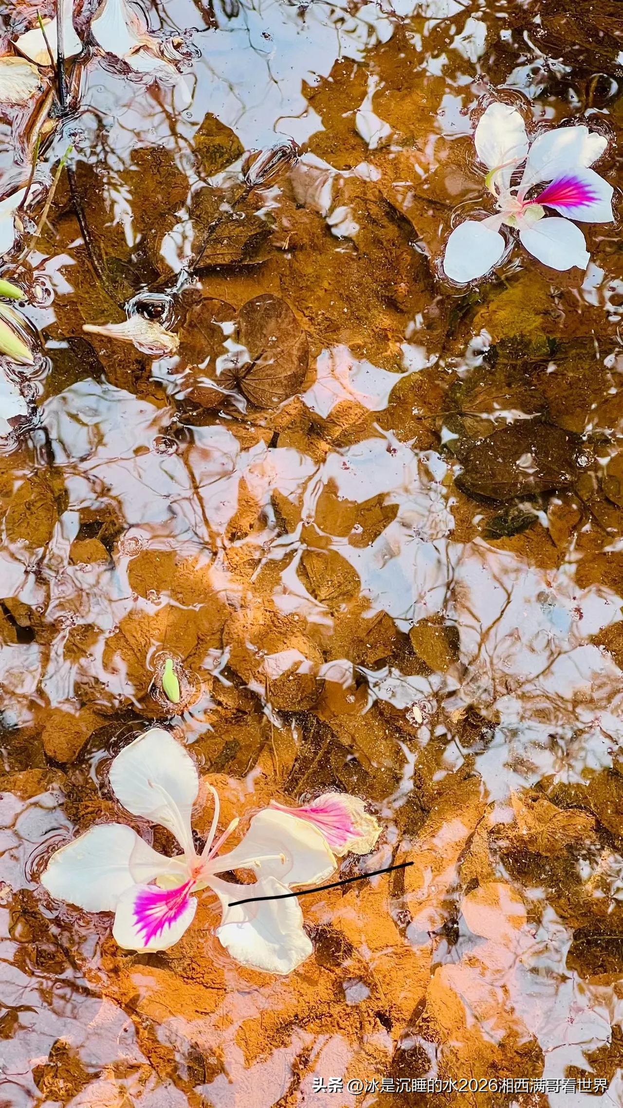 花开有意，流水无情。