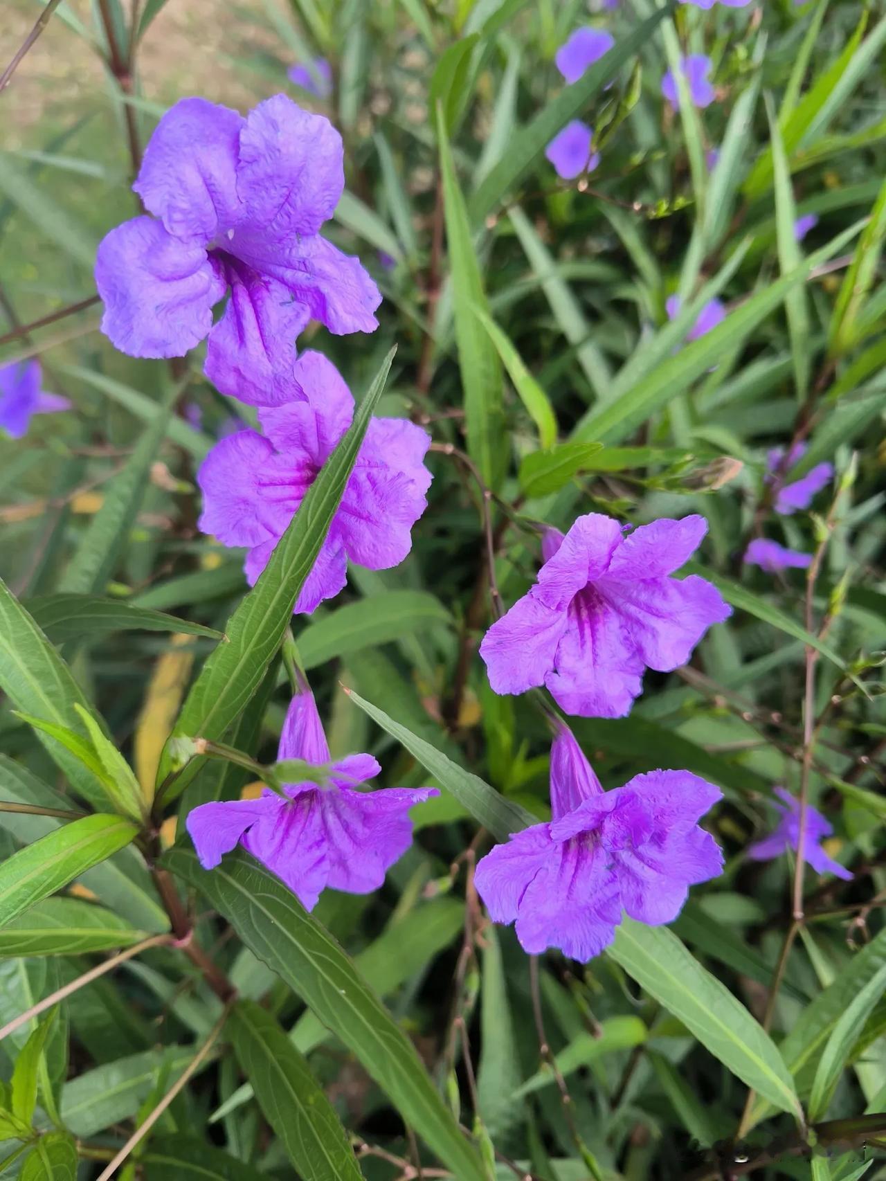 婚姻方面让人唏嘘的女同事

昨天送瘦哥无花果的是女同事林老师，她娘家有大棚，种了