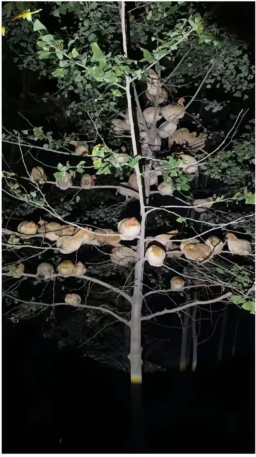 惊呆了！男子养了几十只鸡，精心照料大半年，眼看就能吃上了。
这天晚上，他照常去鸡