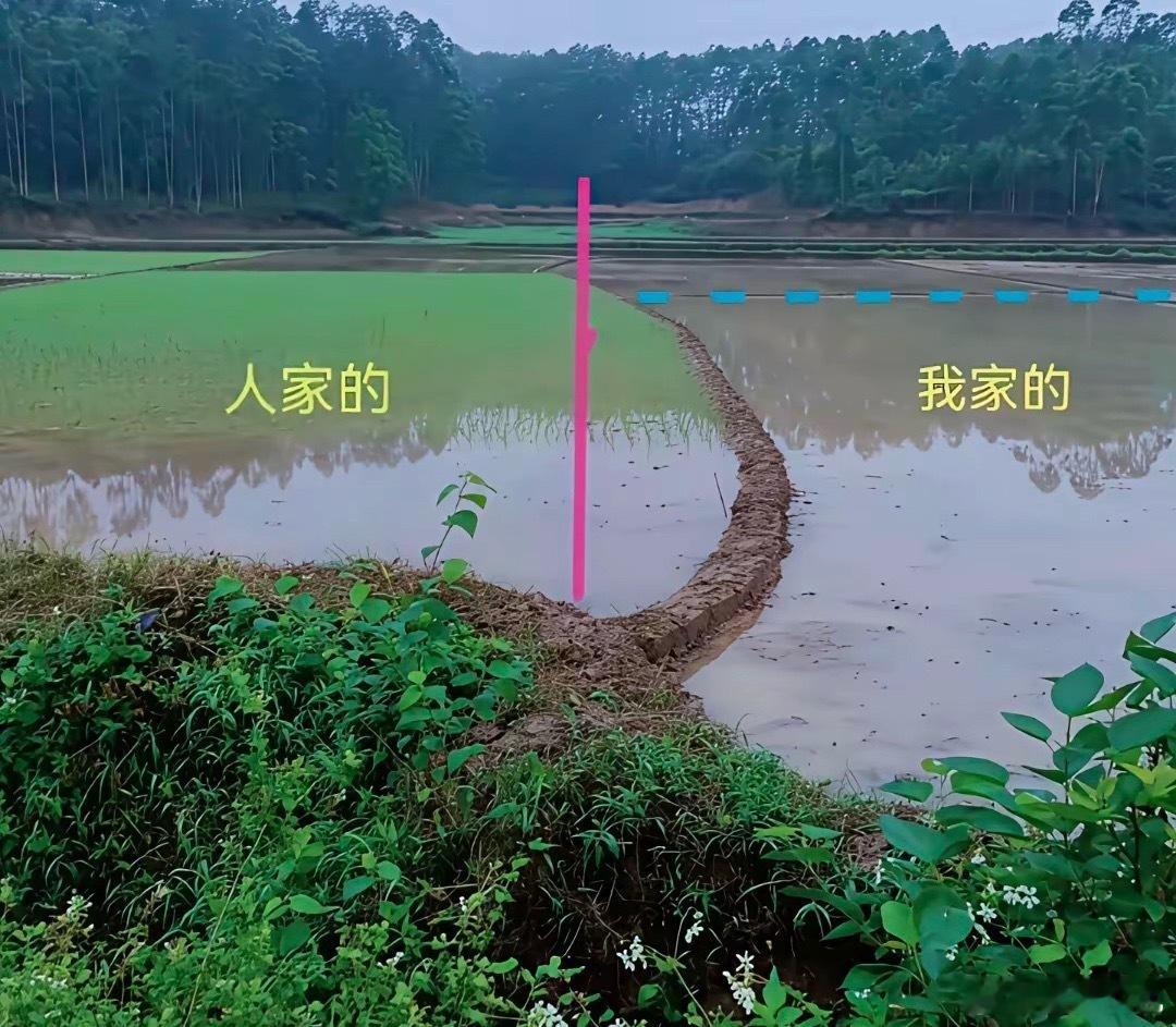 网友问年复一年，日复一日，多占的这点面积，收的稻谷能卖多少钱？ 