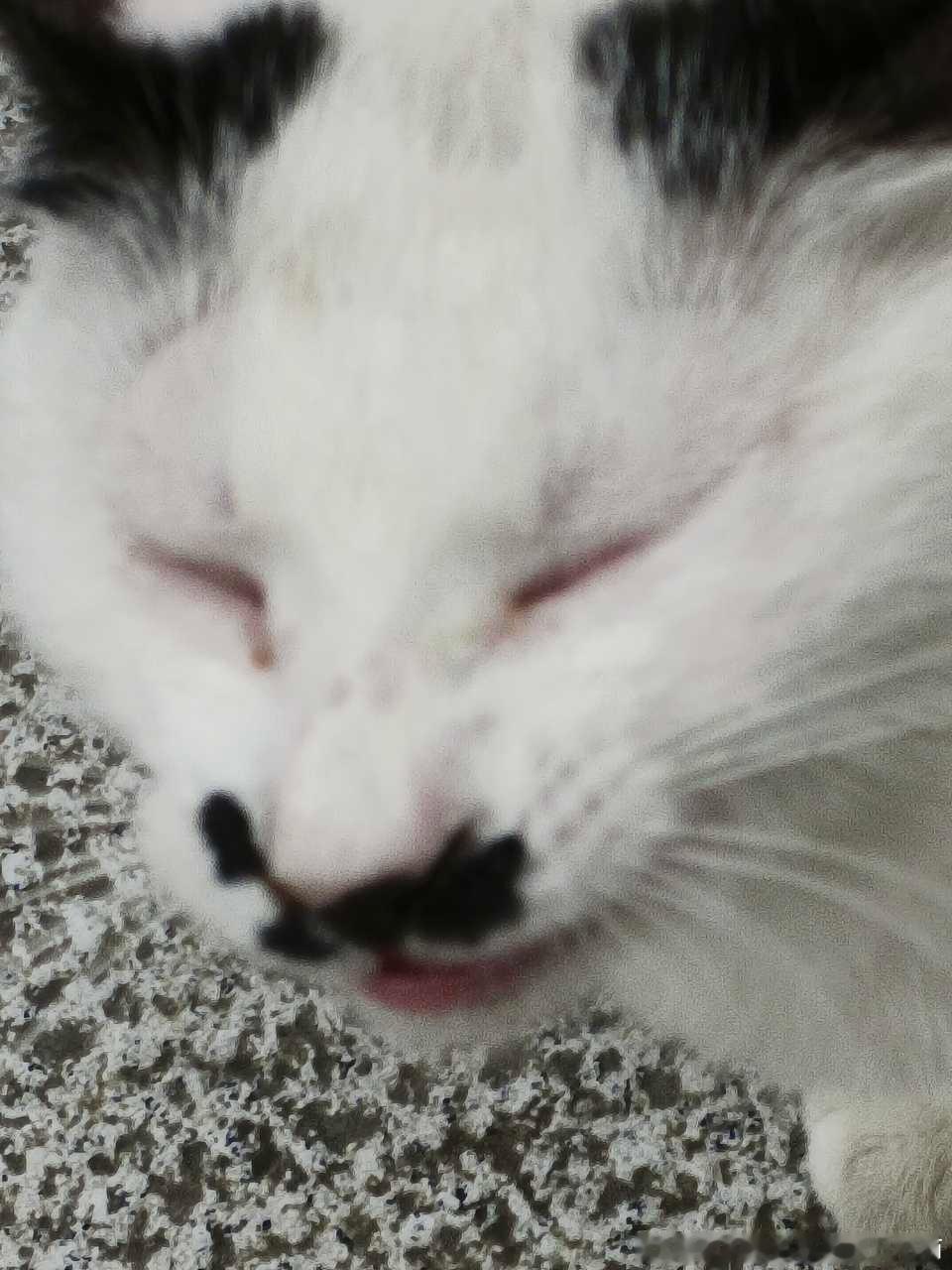 49150【丑猫】 