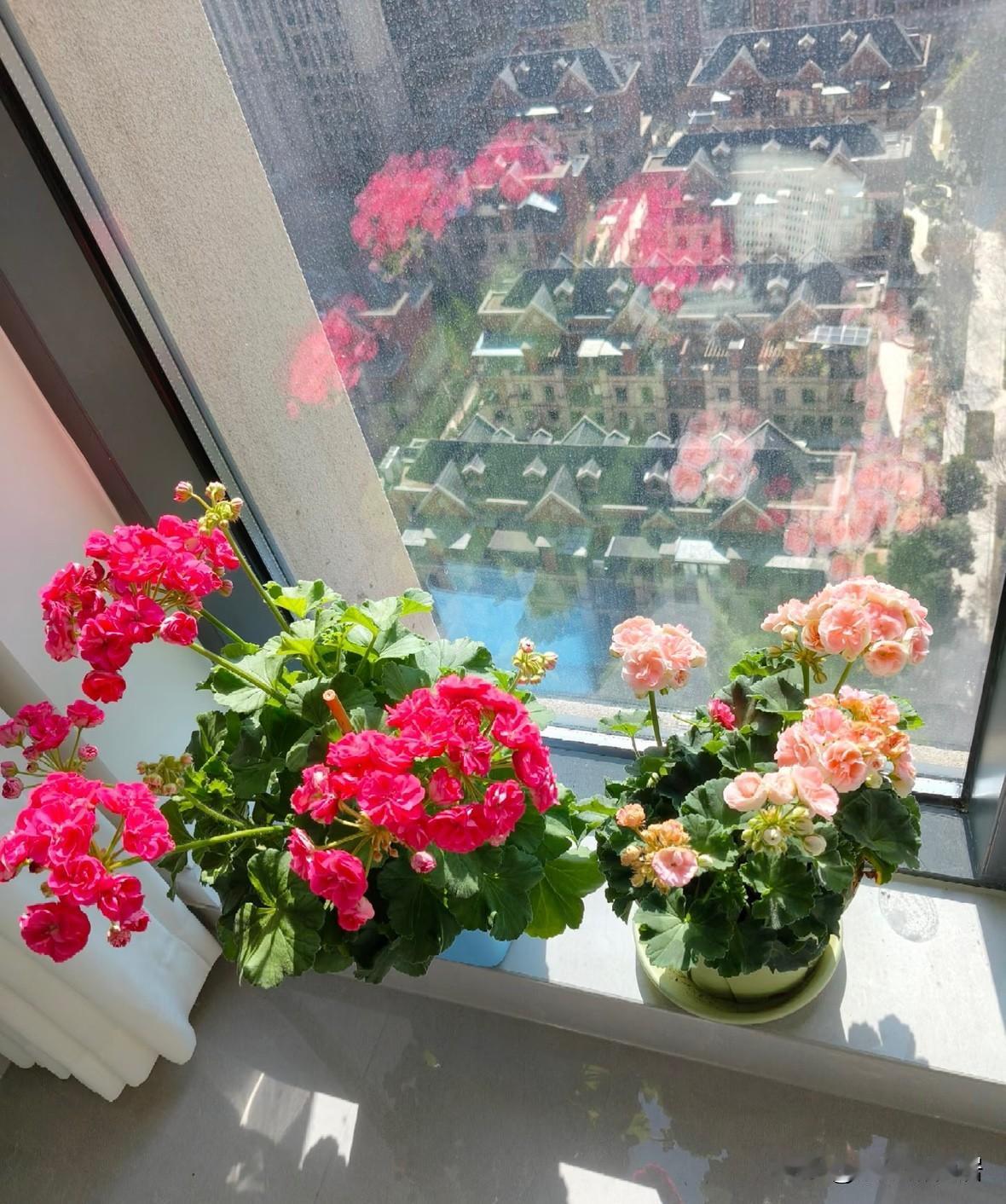 我妈非要养的天竺葵开花了还挺好看，
一个深色系一个浅色系