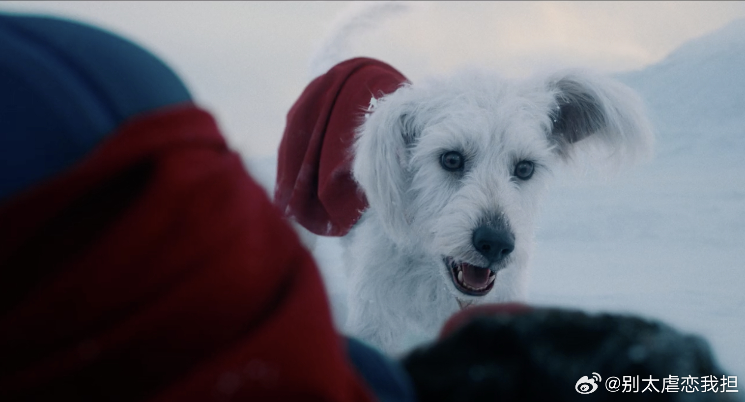 宇宙第一正骨大师竟是只狗小氪“正骨”让超人毫无招架之力，却在关键时刻挺身而出，这