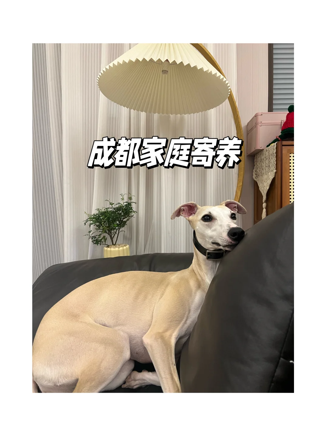 在成都！！坐标南门 小tu家庭寄养试营业