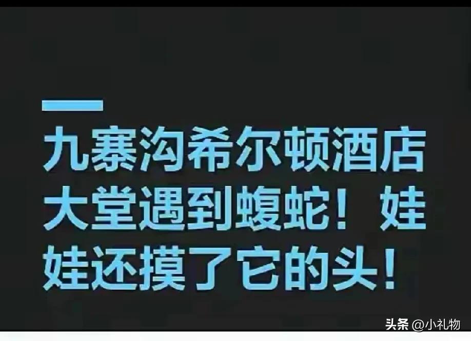 九寨沟酒店惊现毒蛇，这事儿给大家提个醒！
 
家人们，九寨沟一酒店出大事了！孩子