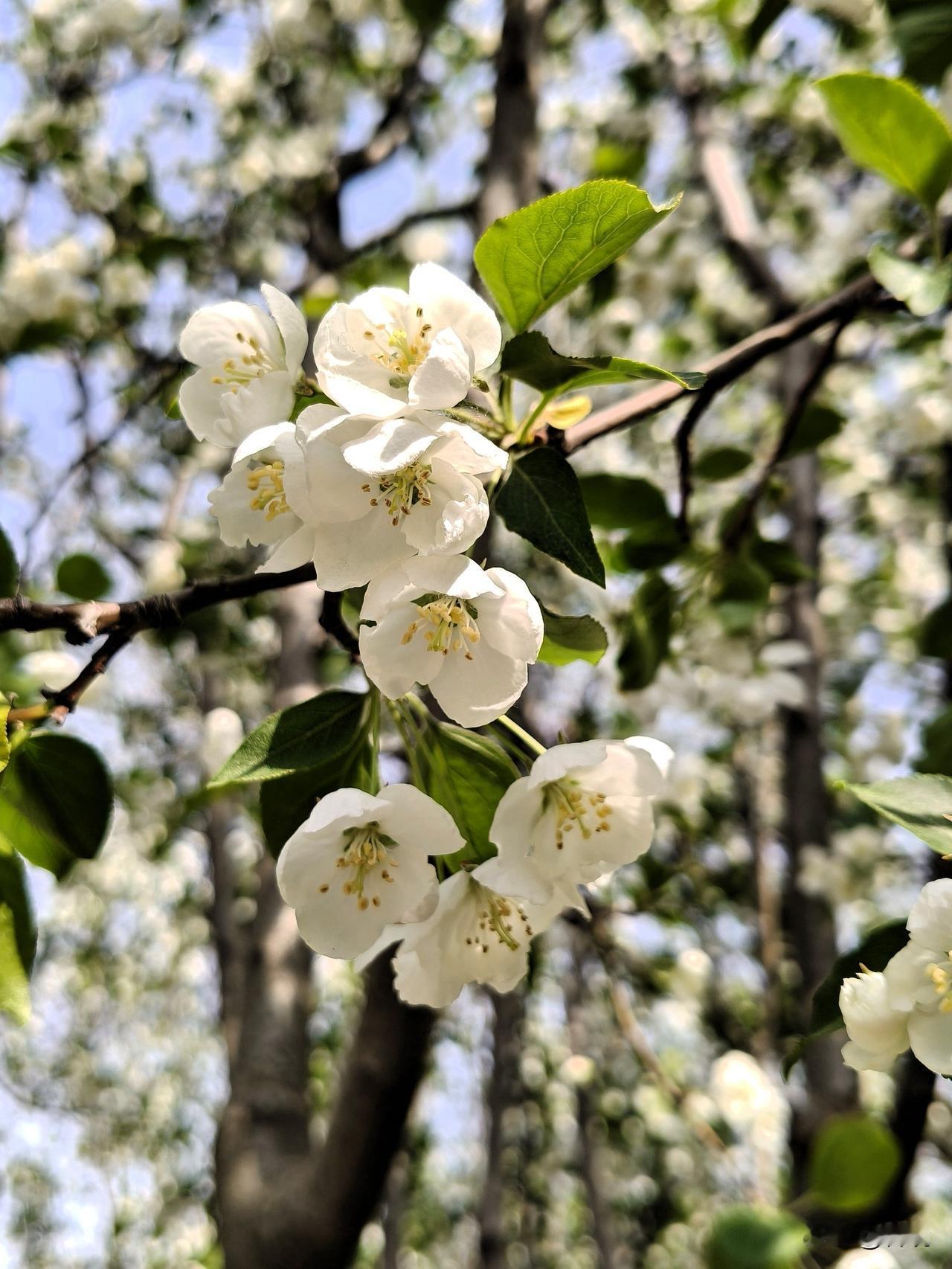 雪坠海棠
今日在海棠花溪，我有幸目睹它的风采。
一树雪坠海棠，把人间四月，开成满