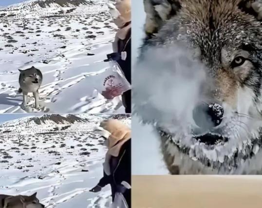 谁能想到，一句随口的承诺，狼竟记了十年？新疆奇台牧民当年放生小狼时，随口说 “混