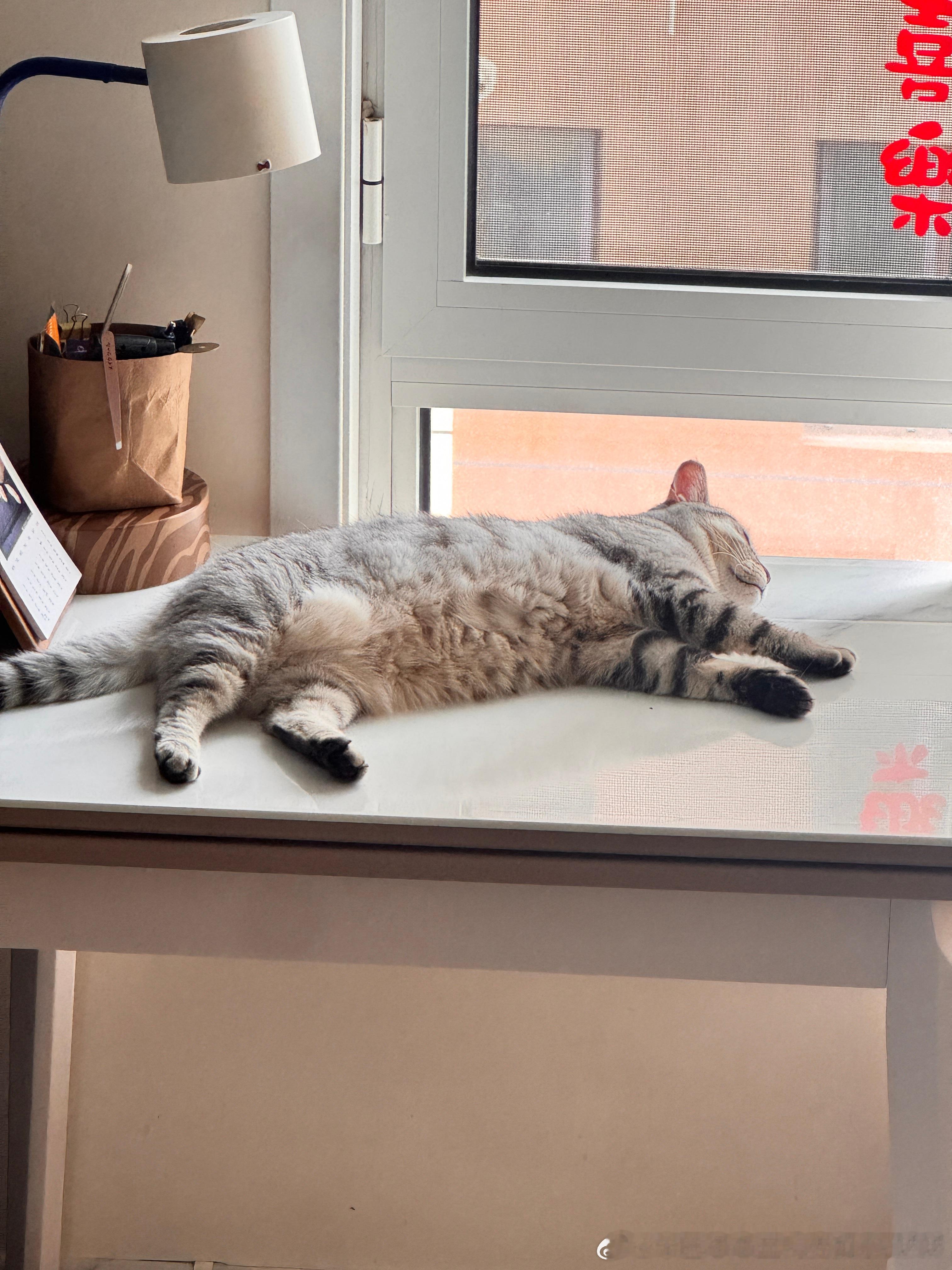 我家女猫，松弛感全满分