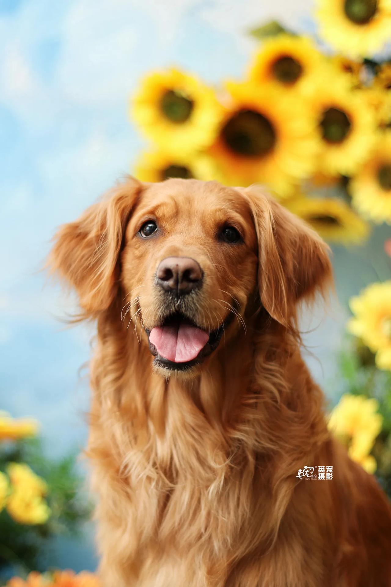 上海店上新啦！
梵高的向日葵，明日登陆上海店
188元可以体验哦🤩