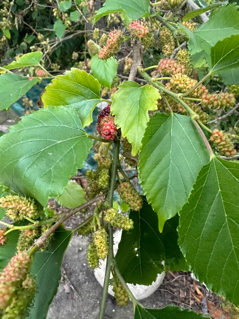家裡的桑椹結果了，期待它成熟的時候😍 