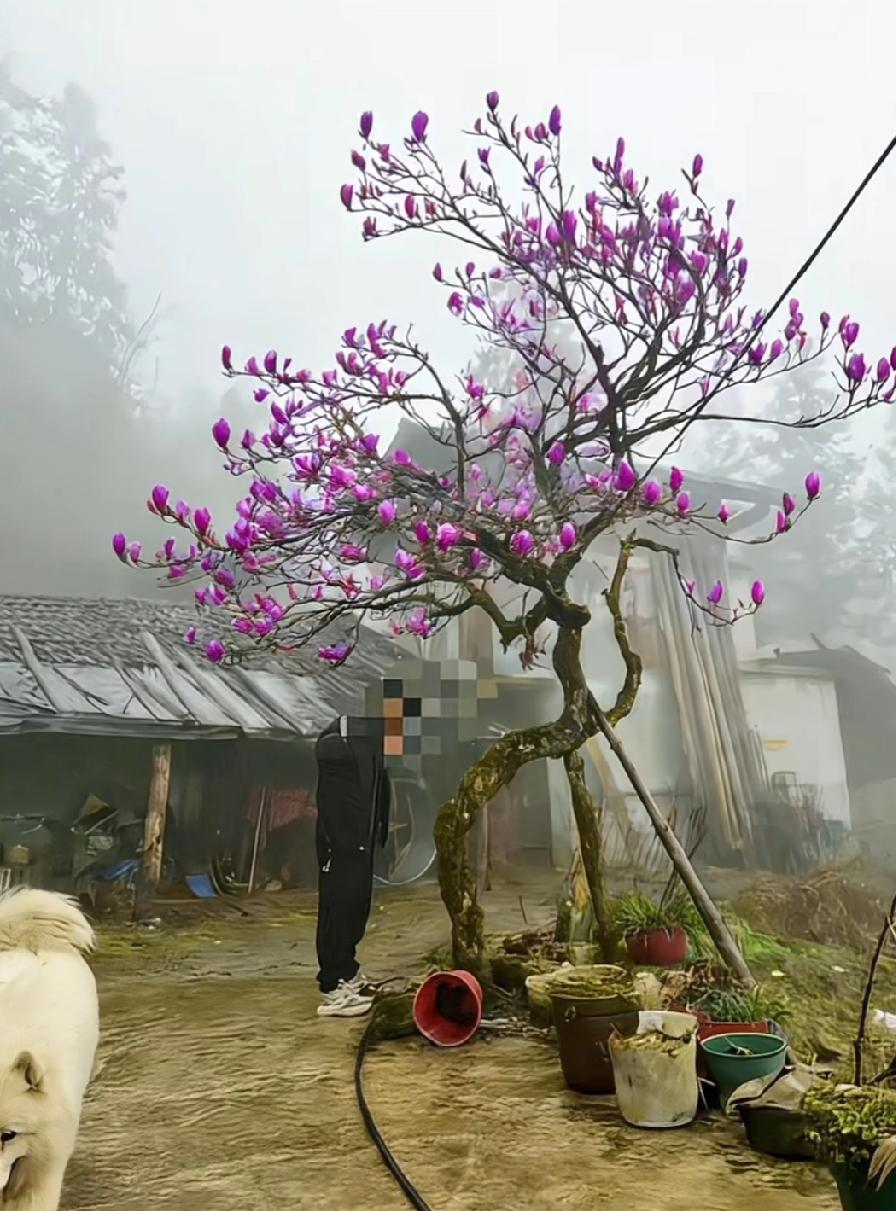 一株玉兰树卖出了50万的价格，真是不可思议。再仔细看人家的是木笔玉兰，果然有意境