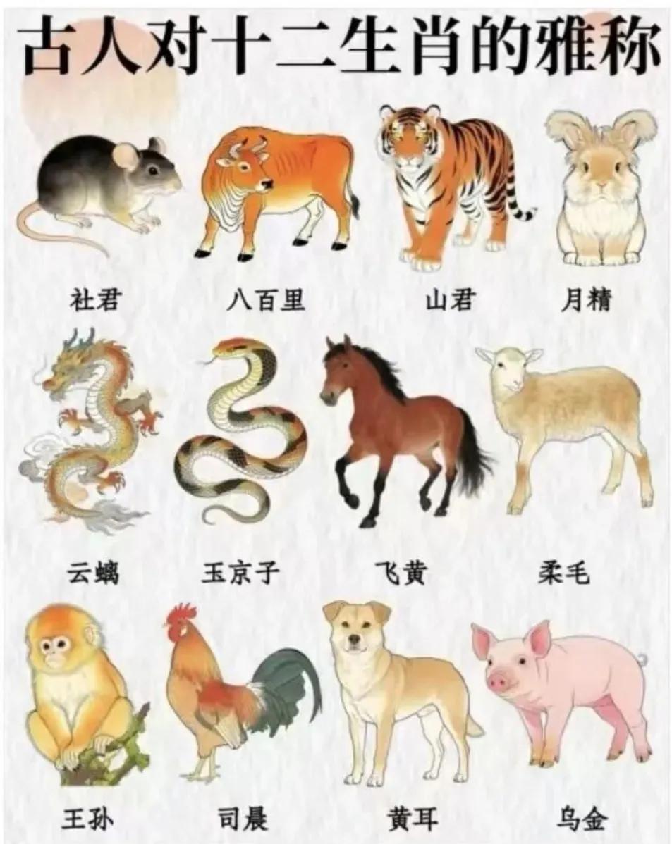 古人对十二生肖的雅称，学到知识了！