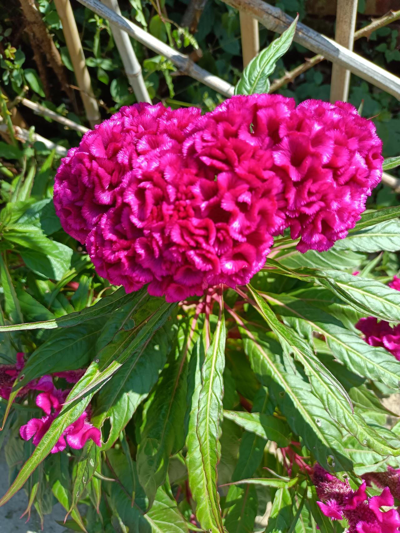分享一朵非常大、非常漂亮、非常鲜艳的花花，大家知道它叫什么花吗？