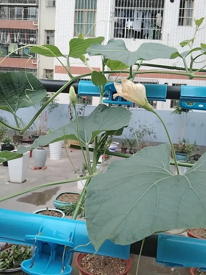 有个问题我一直想不明白，我养的这颗葫芦它半晚才开花，早上花都谢了，它是怎么是怎么