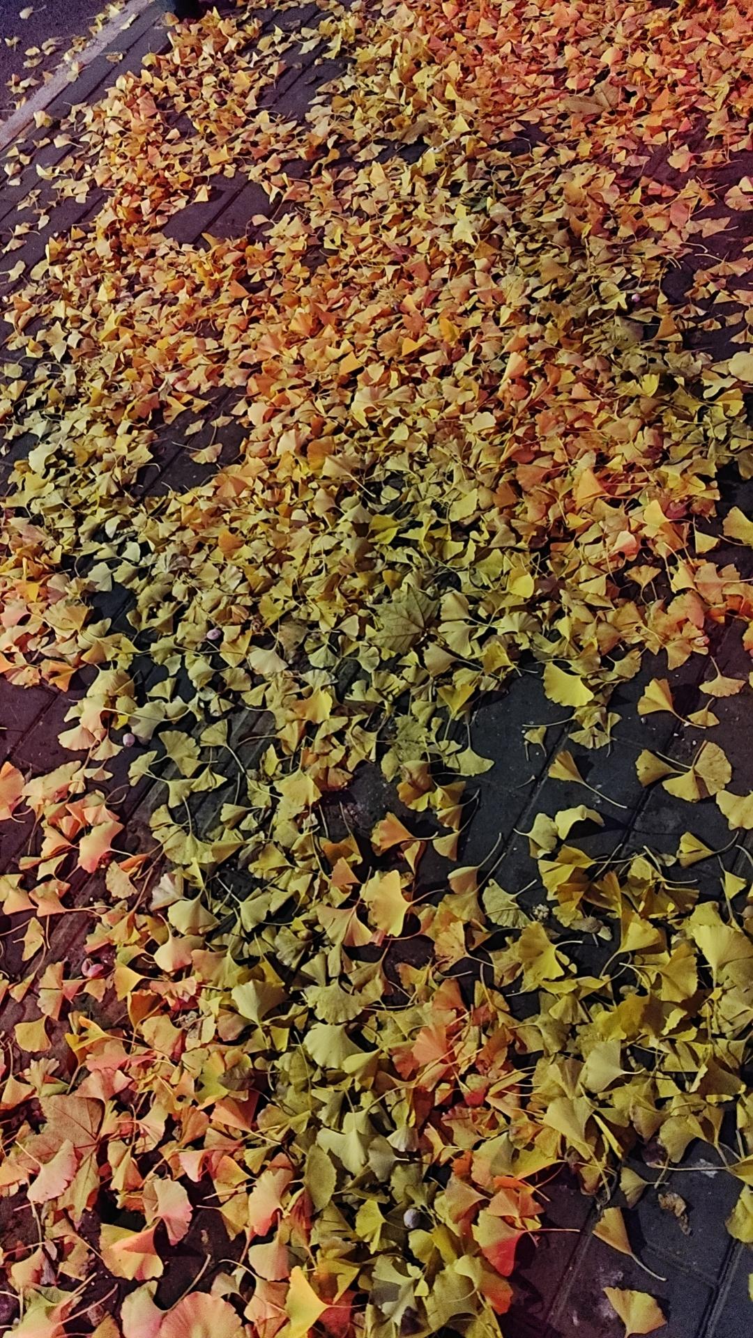 满地金黄色的银杏叶也是别有一番风味，冬天越来越近了。