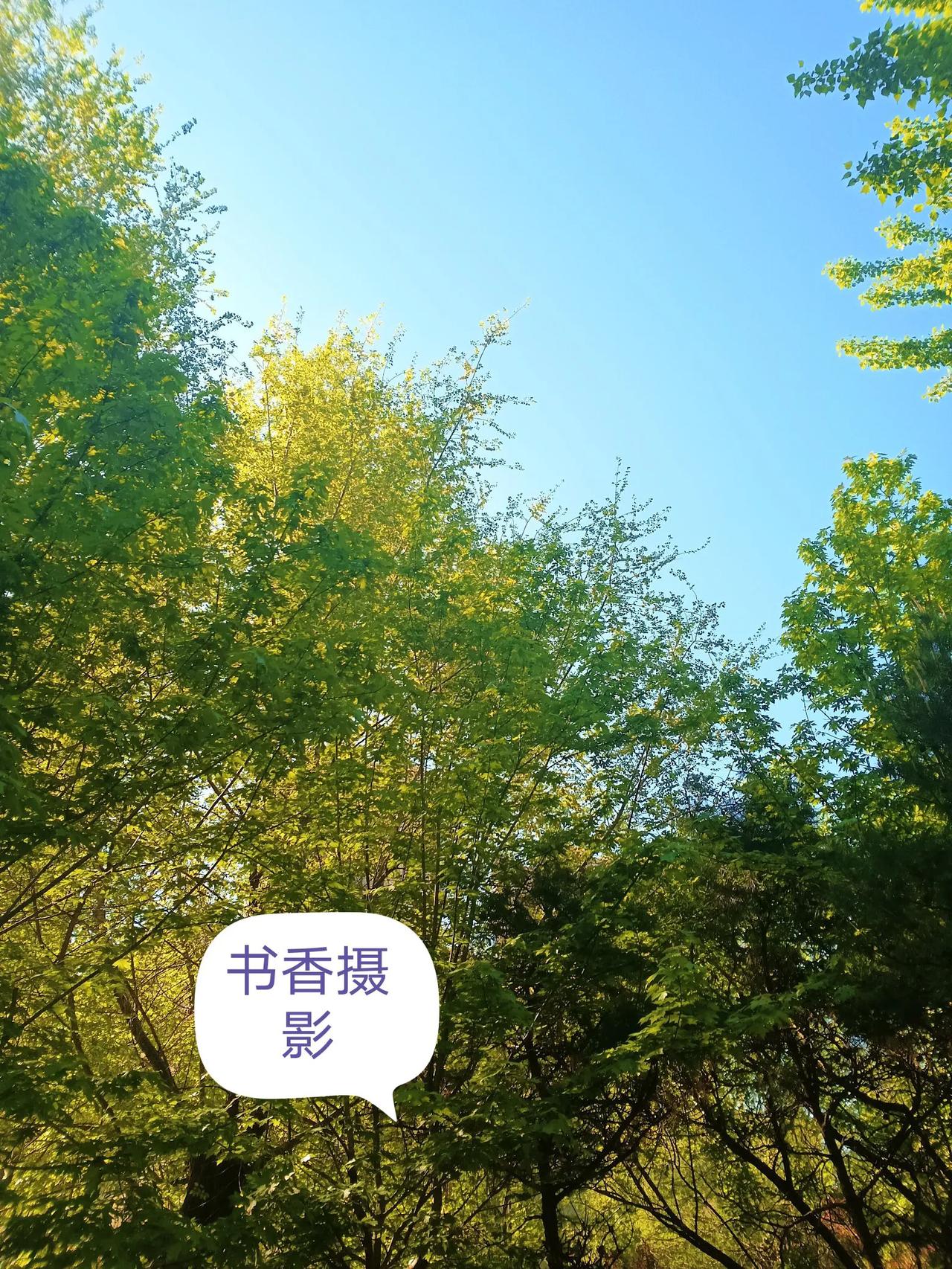 浅夏一抹绿
宁静而美好
清晨散步手机摄影

打卡夏天景色 
雨后新鲜空气.