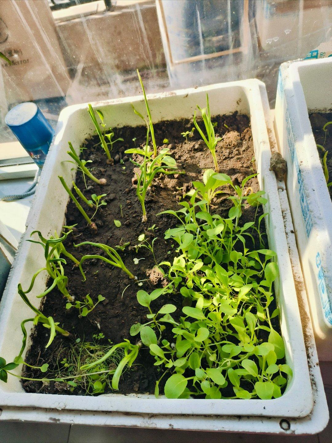 二月二，龙抬头，风调雨顺，万事无忧。今日龙抬头，愿所求皆如愿，所行皆坦途。 