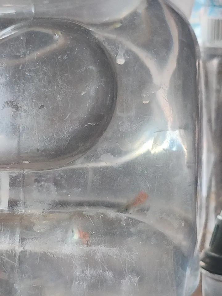 这是家里养的小鱼！从儿子家里带回老家的！
这种鱼🐟儿分生能力特别强，不是经过卵