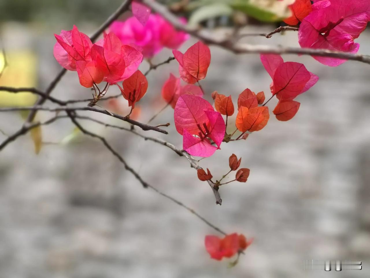 分享下你拍的花拍花是心情，赏花是心境。三角梅随手拍（原创图片分享）