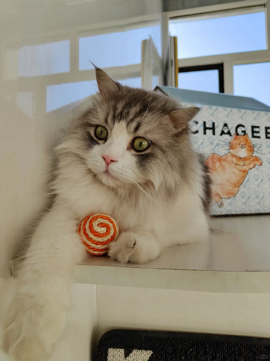 快递箱子居然被我折成了猫窝👀