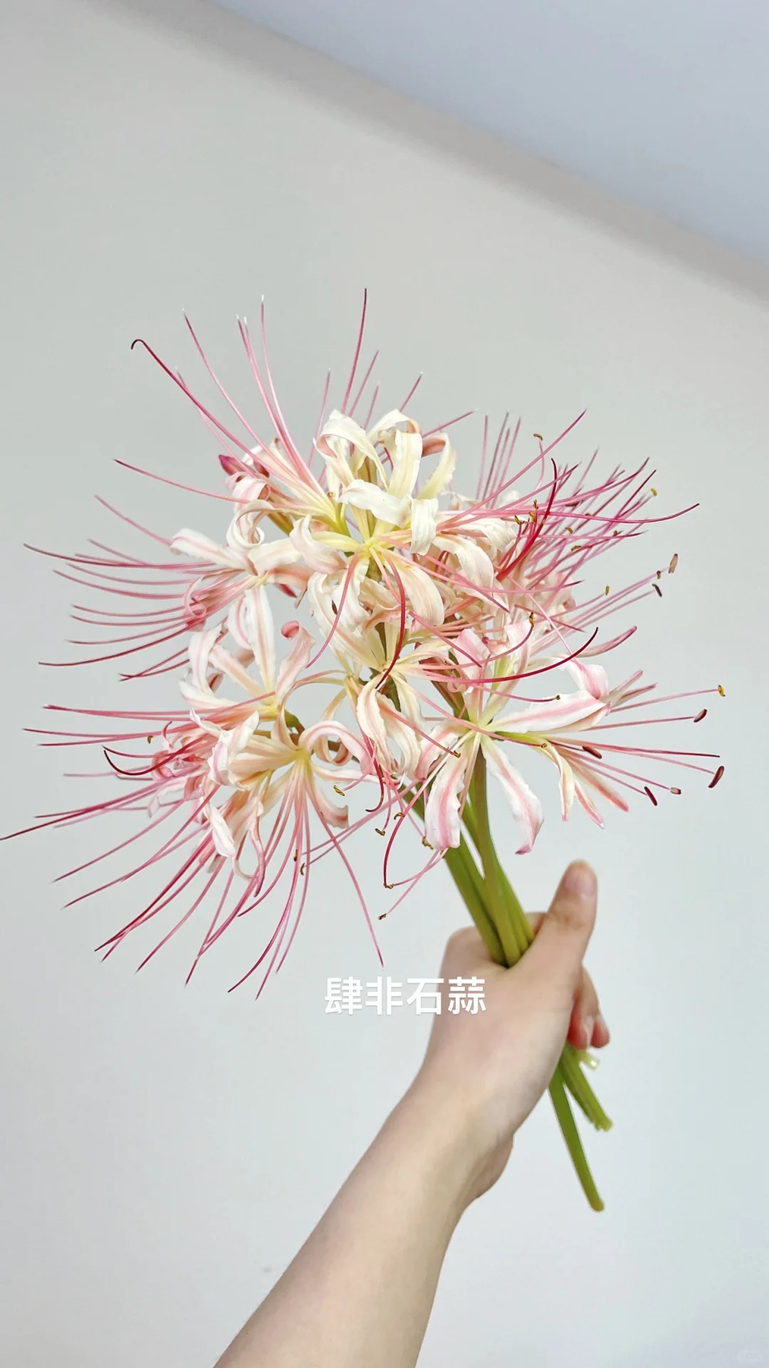 好看 有货 石蒜鲜切花