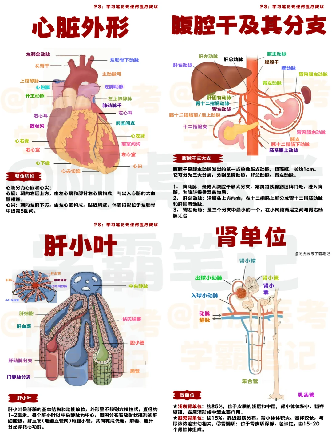 医学生笔记📒｜系统解剖学7👆