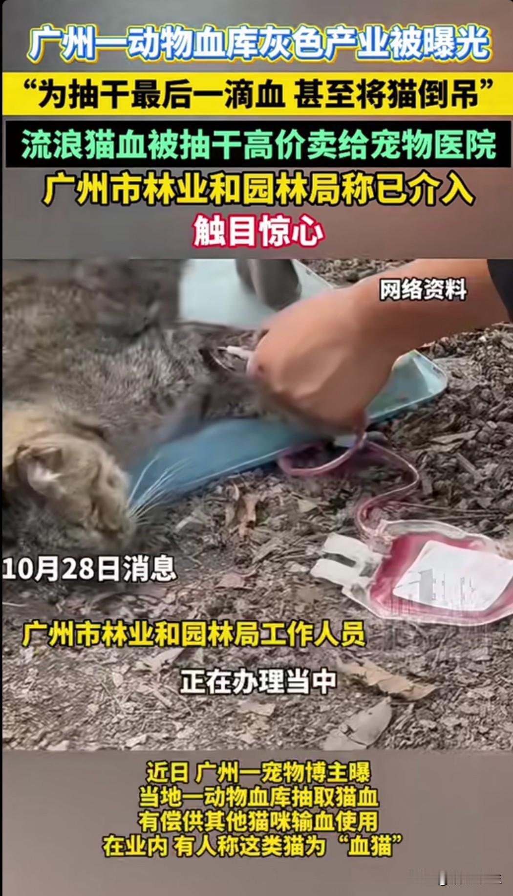 广州一动物血库灰色产业被曝光：不法分子将流浪猫捕获后，强行抽取3-4袋血液（每袋