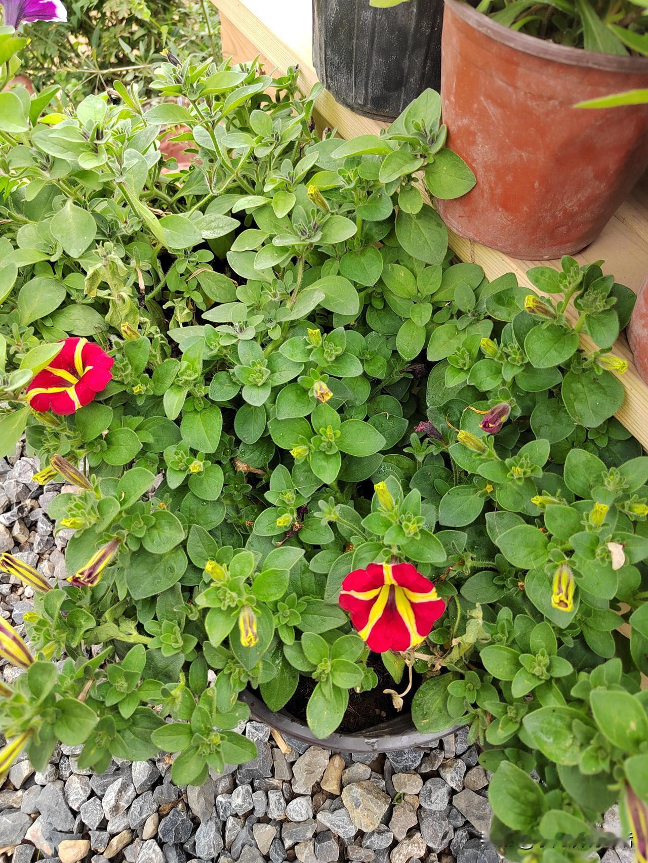 退休金那么低，哪来的底气呀？
上午去逛菜场，遇到了熟人李姐。我的退休金低，平时吃