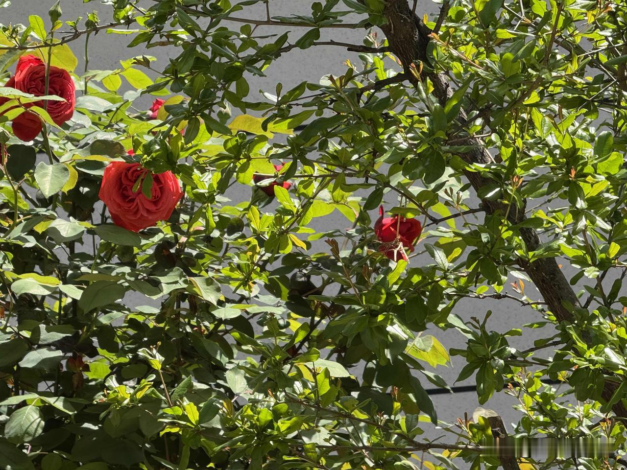 看看我院里的月季竞相开放。
哎呀呀，花骨朵数都数不清。现在开始，从现在开始，花就