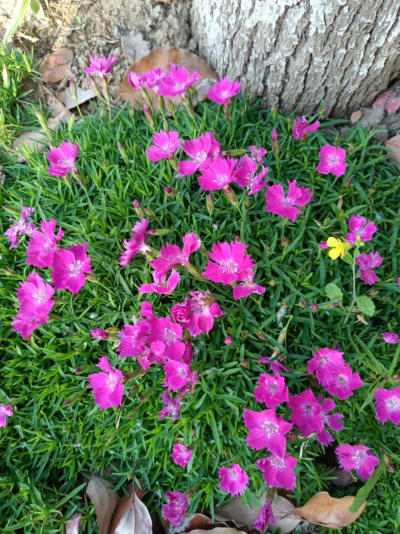 欧石竹，虽然棵很矮小，但是花开的非常艳，也比较精致，长在花坛边，就像给地面铺上了