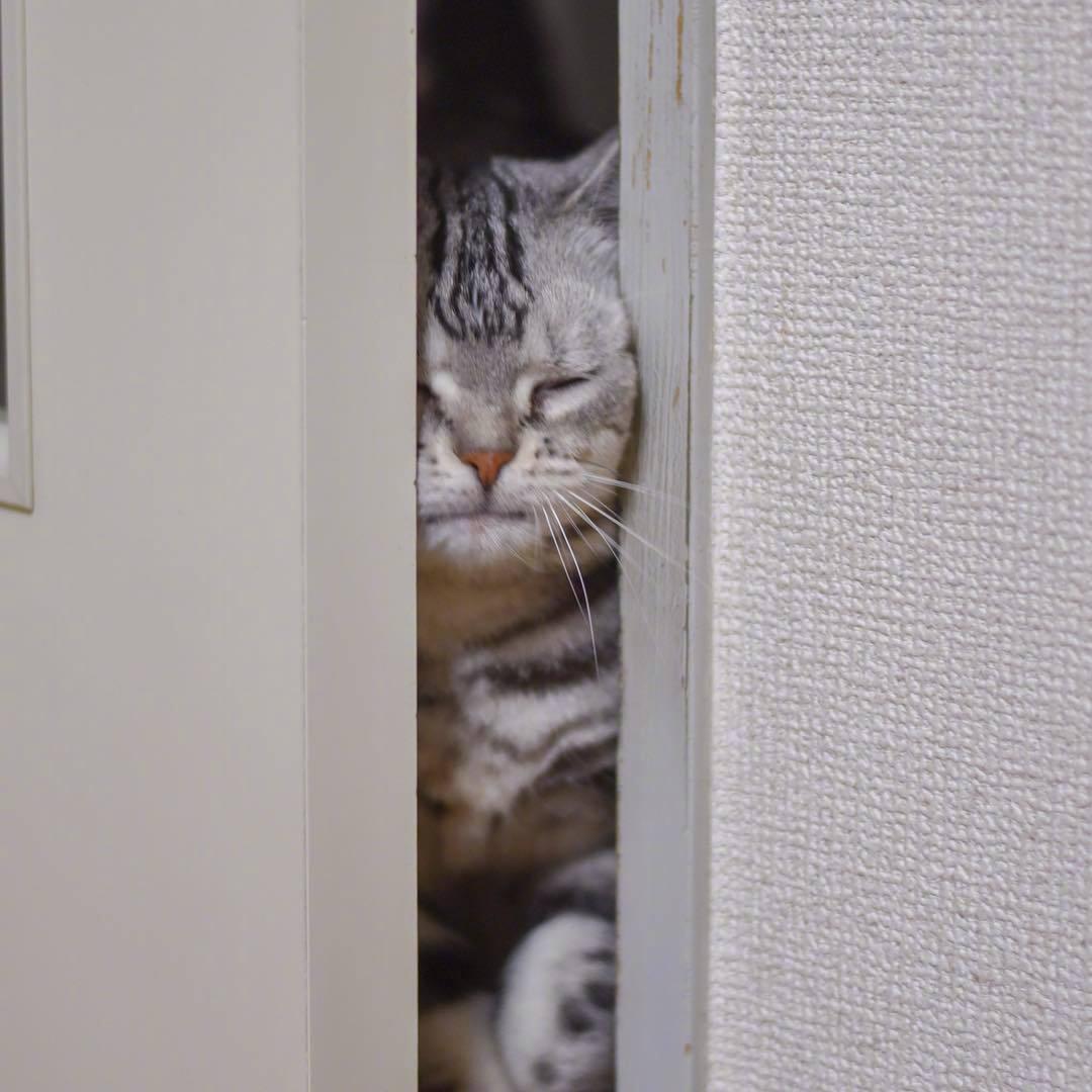 开门！让朕来教你用猫砂！！！[憧憬]