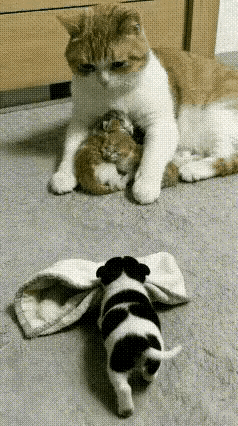 小奶狗为获得母爱，在讨好猫妈妈，猫妈妈最后能接受她吗？