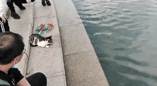 猫猫：打扰了……