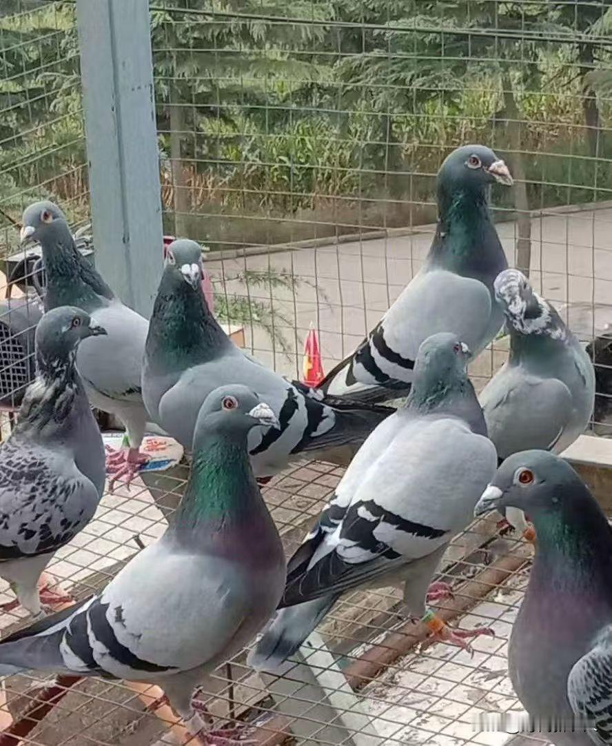 冬日生活打卡季挺好的鸽子，感觉还都是信鸽，结果竟然被人吃不掉了，看着让人挺心疼，