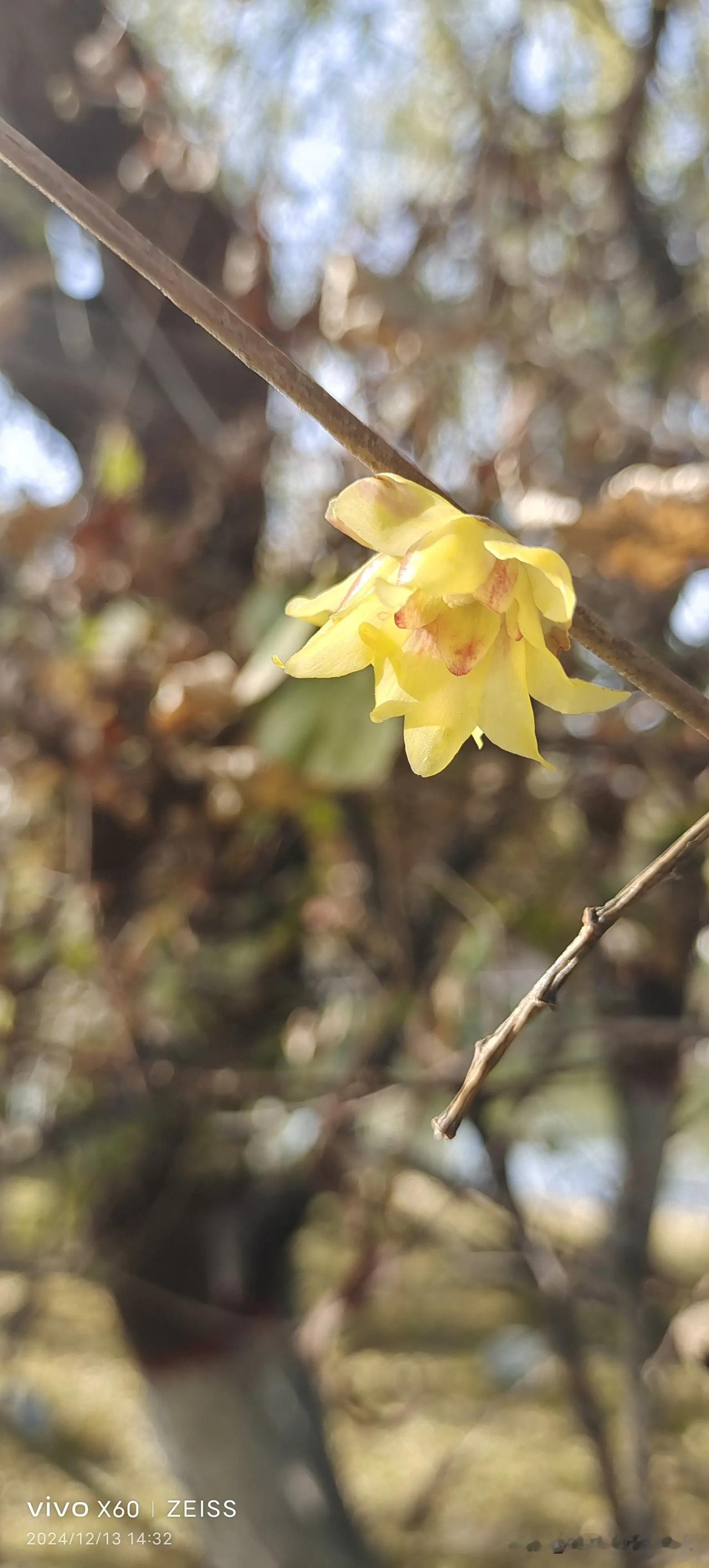 午后，在滨河湿地公园岛上，无意间，看到腊梅花开了。有的含苞待放，有的绽开笑脸。季