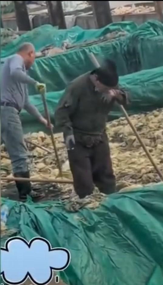 辽宁兴城的这位老哥，甩完鼻涕吐完痰，还用脚在酸菜上来回蹭两下，一口大大的浓痰吐在