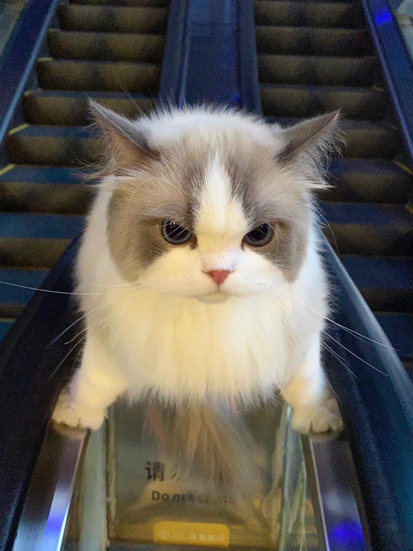 将大局逆转吧！开！🐱：让你见识下我的厉害吧