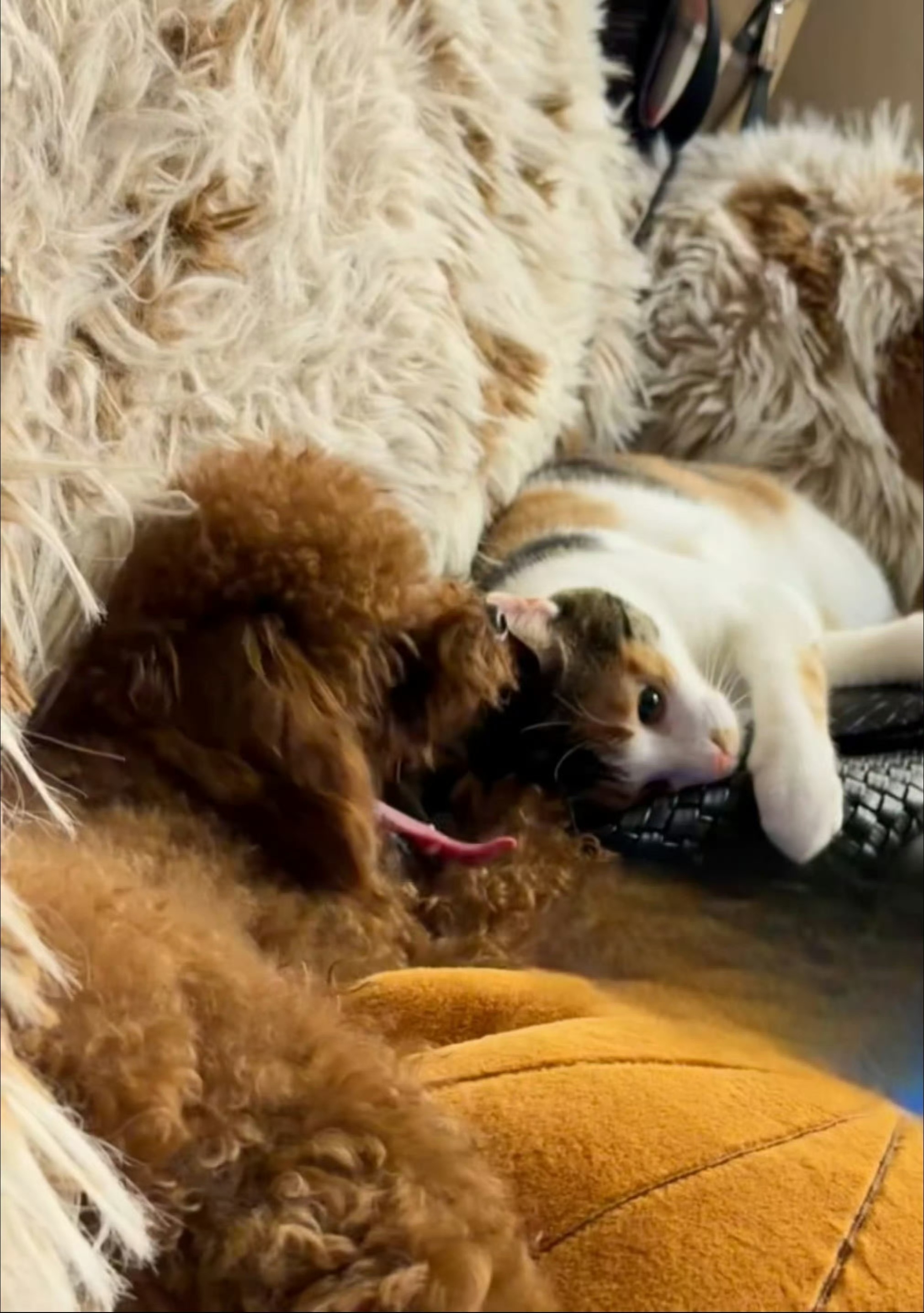 猫脑袋下面是hx的本体露出来了吗。 