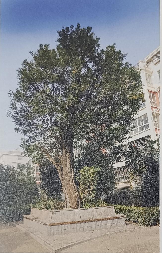 单县北城赵土楼村有棵老槐树
北城办事处赵土楼村一起姓村民房前有棵高20余米枝叶繁