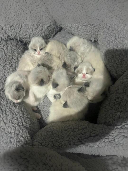 🇭🇰HK一窩布偶BB💛搵實力家長