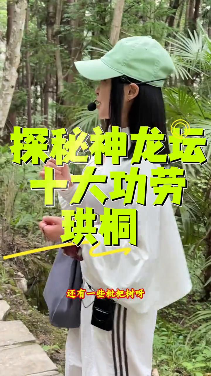 探秘神龙坛十大功劳：珙桐。
板栗树还有一些枇杷树等之类的具有代表性的药材，它有一