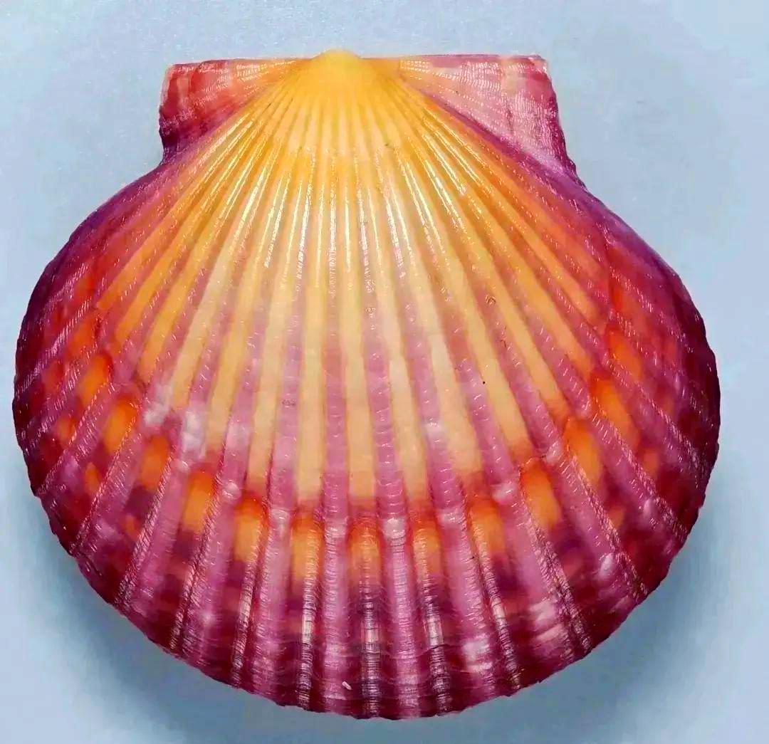 关于日本出口到中国的扇贝的相关信息
1. 品质与安全
日本扇贝以品质优良、肉质鲜