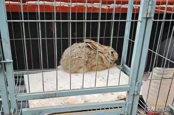 陕西神木警方破获特大非法狩猎案 99只野生草兔获救放归自然
 
3月27日，陕西