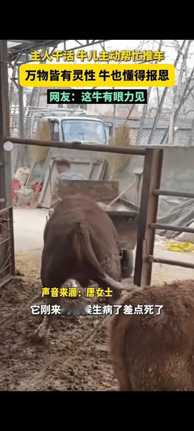 戳人心口了！

安徽，一对夫妻经营着一个养殖场，场内有六七百头牛，让人惊讶的是，